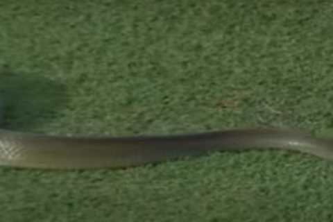 Massive SNAKE leaves commentator ‘frightened’ after slithering onto pitch before brave steward saves the day